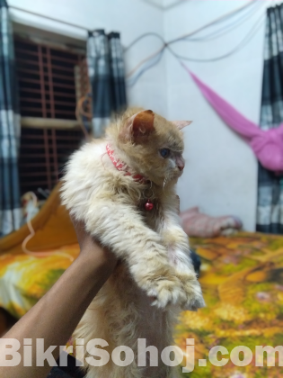 Pure persian cat for sell